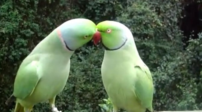 Papegøyene skravler i vei og kysser innimellom , så koselig å se!