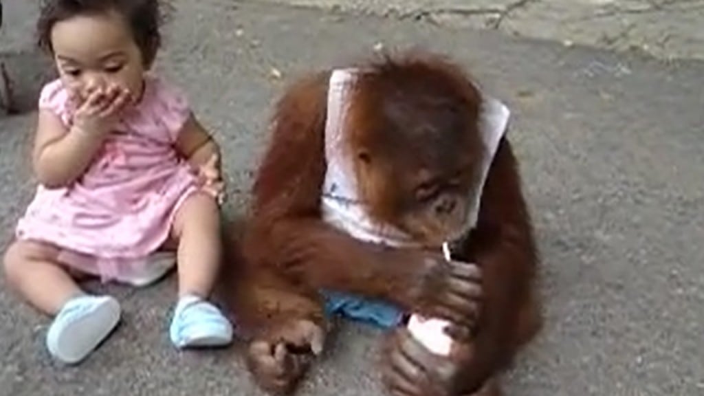 apeunge vil ikke dele melk