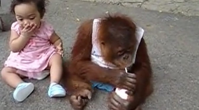 Den lille apeungen er superfornøyd når den får et glass melk, og deler IKKE med noen!