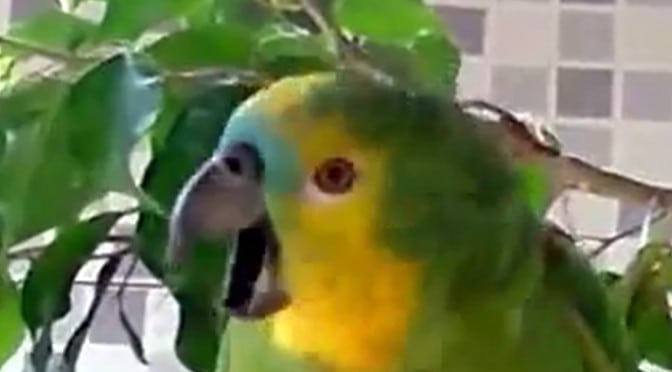 Da foreldrene fikk en nyfødt baby, reagerte papegøyen på denne måten. Jeg vet ikke om jeg skal le eller gråte.