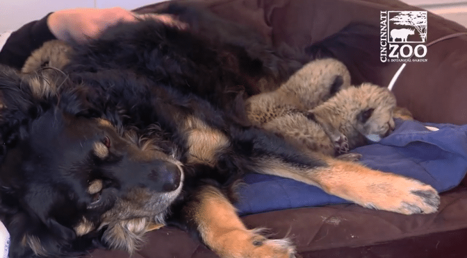 De fem gepardungene mistet sin mor under fødselen, men hunden gir dem varme og kjærlighet!
