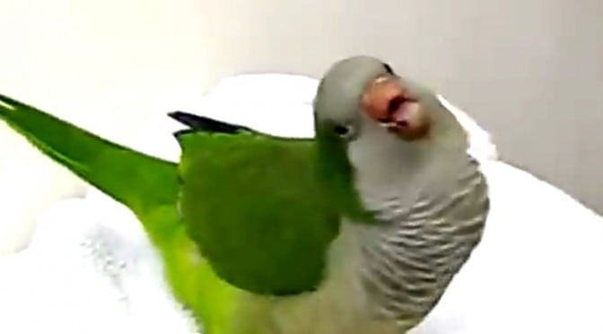 En mer smittende latter skal du lete lenge etter, det er umulig å ikke le med papegøyen Cameron!