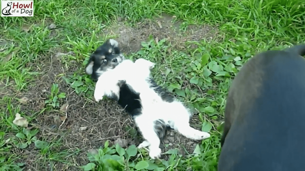 Joy leker i gresset med fosterfamiliens hund.