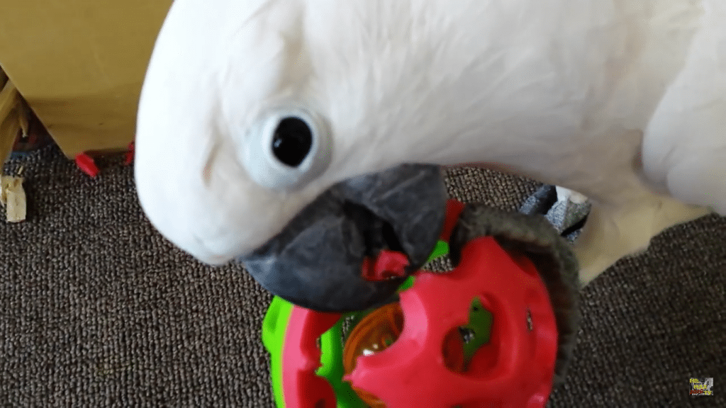 Papegøyen Max ødelegger leken sin.