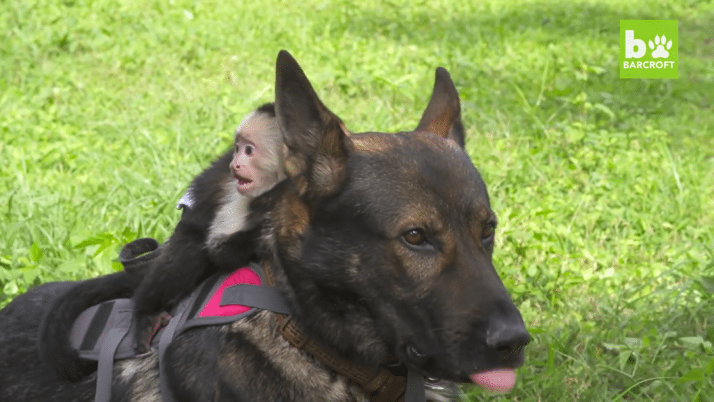 Her tar en ape-unge seg en ridetur på ryggen til Igor.