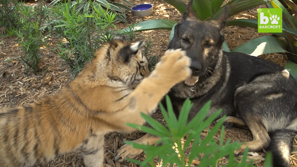 Tigerungen begynner å bli stor, men leker og koser seg fortsatt med hunden Igor.