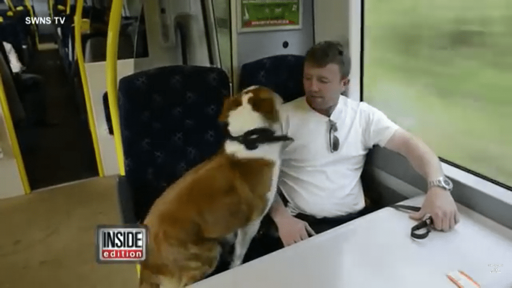 Thomas oppdager at det er hunden hans Paddy som sitter ved siden av ham på toget.