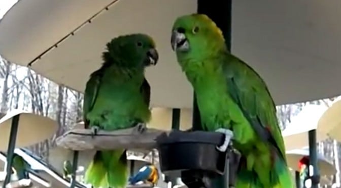 De to papegøyene høres ut som et gammelt ektepar.. Haha!