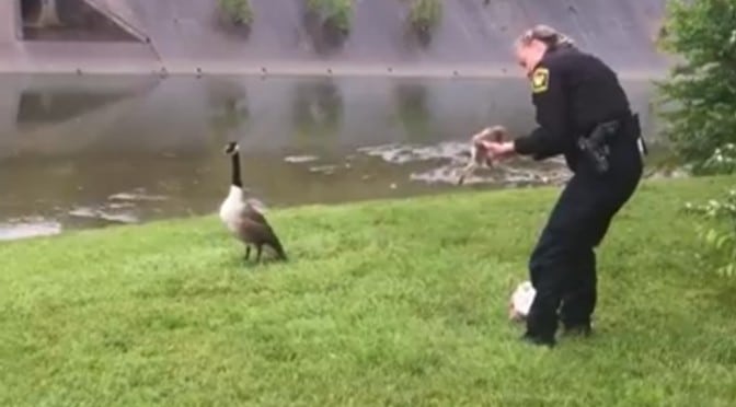 Gåsemor roper desperat om hjelp. Når politiet skjønner hva hun vil..Fantastisk!