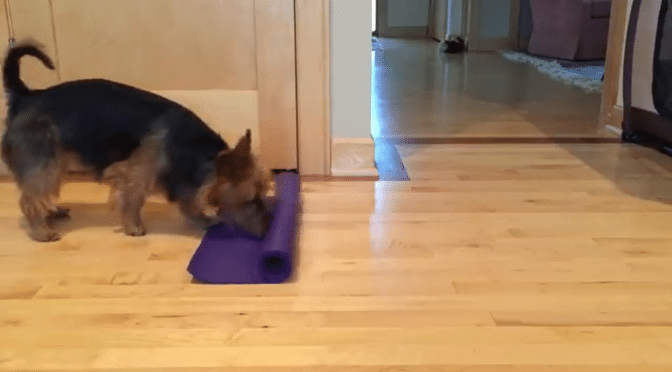 Hunden ruller ut matten og gjør seg klar for dagens yoga. Et fornøyelig øyeblikk!