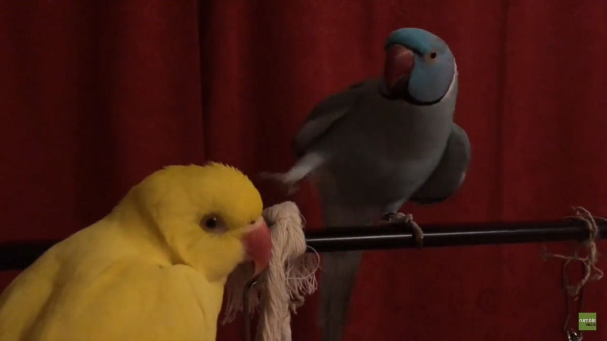 Papegøyen Rio kjemper hardt for å få hunnfuglens oppmerksomhet…. Så søtt!