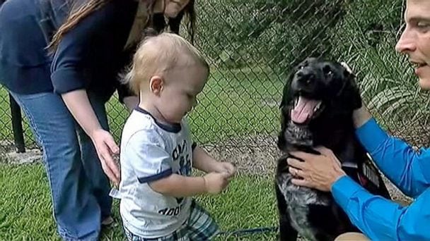 Hunden knurrer mot barnevakten. Når foreldrene skjønner hvorfor…For en lykke at de har en så klok hund!