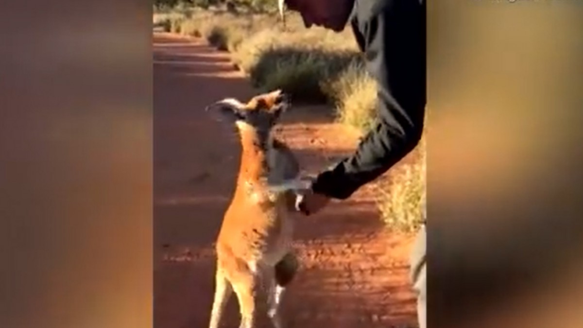 Chris reddet kenguruen Johanssen når den var liten. Nå nekter den å la ham gå…. Hjertevarmende å se!