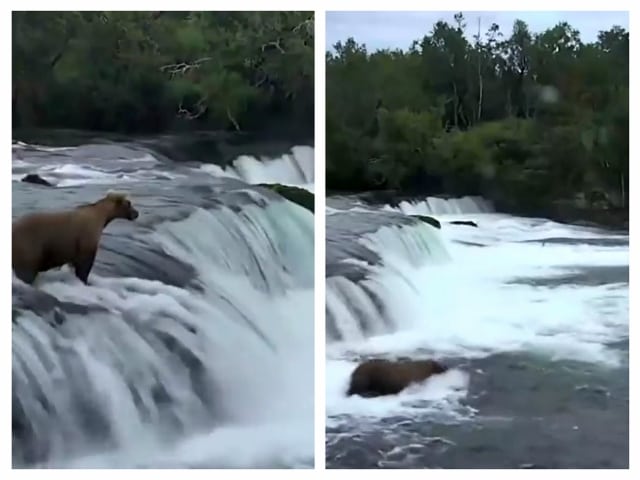 Bjørnemamma nøler ikke et sekund når hun ser de tre ungene sine seile utfor fossen. Fantastisk!