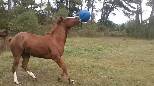 Hesten Buster artig fyr som elsker å gjøre morsomme ting og i dag har han fått tak i en ballong. Så gøy å se!
