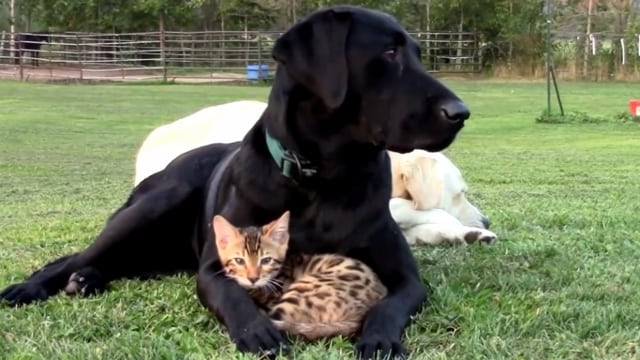 Labradoren elsker den lille kattungen, og slipper den ikke av syne. Så nydelig å se!