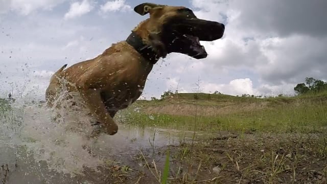 Den modige hunden Diego redder neshorn fra skarpskyttere i Afrika. For en helt!