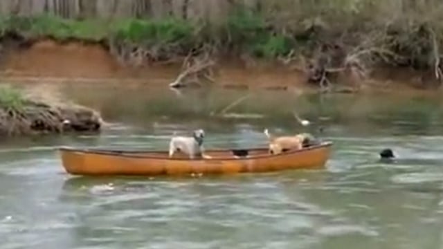 To hunder sitter hjelpeløse i en kano, da hopper en labrador uti og redder situasjonen.. Imponerende!