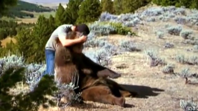 Casey reddet livet til grizzlybjørnen som liten. Slik takker bjørnen 6 år senere. Vakkert og rørende!