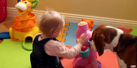 Den lille jenta har fått en ny leke og hunden viser gjerne hvordan den skal brukes. Herlig!