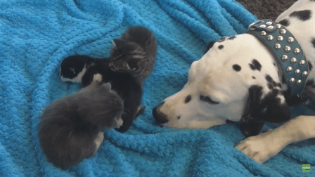 Dalmatineren Louie klarer ikke å ta blikket fra de skjønne små kattungene. Så nydelig å se!