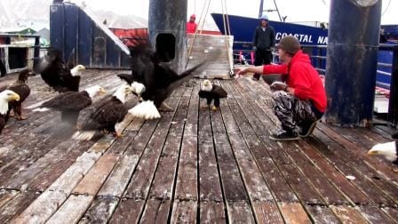 En flokk med havørner samler seg i fiskebåten, men se når kameraet fanger opp alt!!