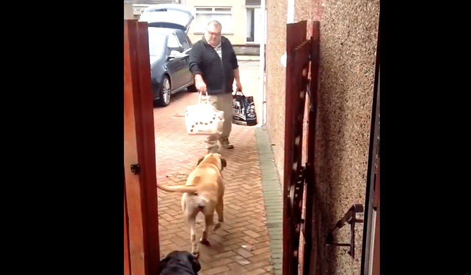 Hunden står klar når far kommer fra butikken, og vil mer enn bare å ønske ham velkommen hjem!