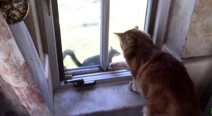 Ekornet dukker stadig opp utenfor vinduet til katten Jack, men så er det den dumme ruta da..