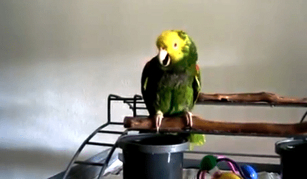Da foreldrene fikk en ny baby i huset, regnet de nok ikke med at papegøyen skulle reagere på denne måten.