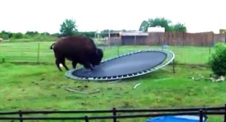 Har du sett en bøffel som hopper i en trampoline før? Her ser vi en som gjør det!