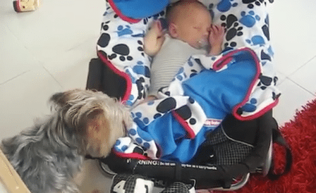 Hunden er bekymret for den sovende lille babyen, og det den gjør er hjertevarmende!