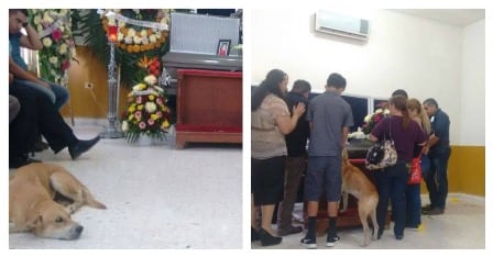 Ingen trodde de skulle se hunden igjen da eieren døde, men så dukket den opp i begravelsen for å si farvel til mammaen sin..