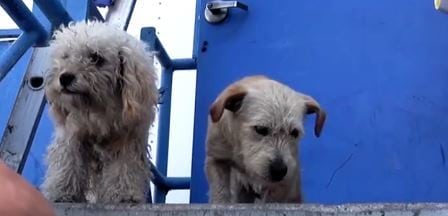 De to løshundene hadde bare hverandre, og hjalp hverandre å overleve på gaten. Nå skal de endelig få det livet de fortjener.