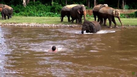 Elefanten ser et hode som stikker opp i elva, og reagerer lynraskt. Dyr er så kloke!