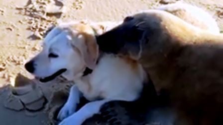 Når selen oppdager at det er en hund på stranden, er reaksjonen supersøt. Herlig!