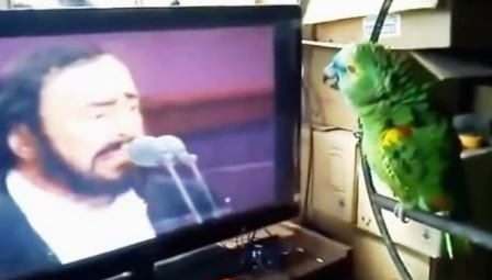 Papegøyen ser Pavarotti  på TV, og viser et stort talent for opera. Så flink og morsom!