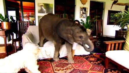 Elefantungen ble reddet fra drukning, nå følger han etter dyrepasseren Roxy overalt.