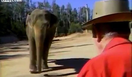 Den gamle mannen besøker elefanten sin etter 15 år. Se det rørende øyeblikket når han roper på henne!