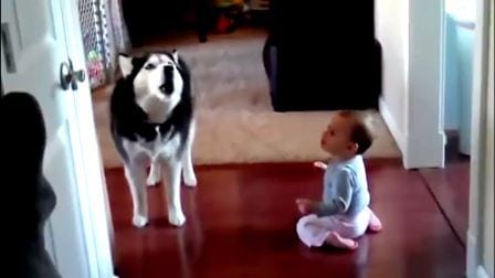 Babyen skravler i vei til hunden, og responsen er helt herlig – de snakker jo omtrent samme språk!