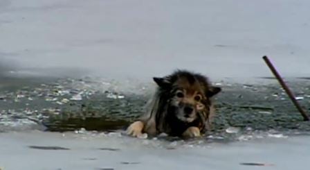 Den stakkars hunden har gått gjennom isen. Det er hjertevarmende å se hvordan den blir reddet.
