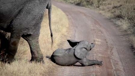 Elefantflokken krysser veien, men den lille elefantungen har andre planer. Så utrolig søt!