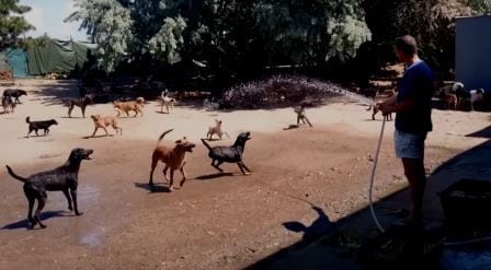 De 450 hundene var alle hjemløse – men det var før de kom til dette hundeparadiset.