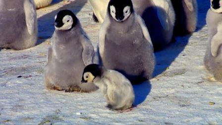 Den lille pingvin-ungen tar sine første vaklende skritt, men så kommer den store utfordringen.