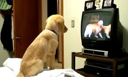 Valpen Molly får øye på noe interessant på TV. Sjekk den søte reaksjonen.