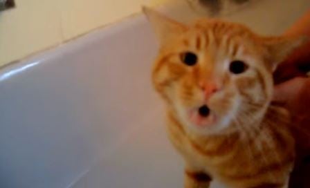 Katten trenger et bad, men hør hva han sier når han blir puttet i badekaret.