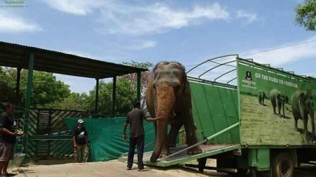 Elefanten har levd i fangenskap i 53 år – når hun slippes fri får hun endelig oppleve lykke!