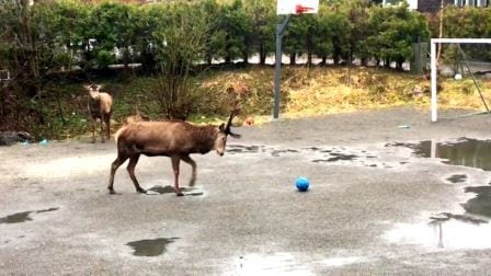 To hjorter har funnet veien til en fotballbane i Bergen, så starter moroa!
