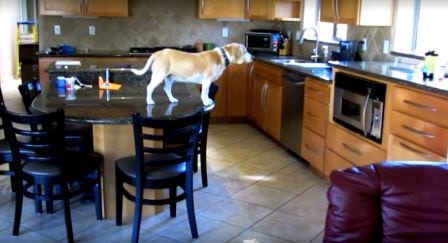 Hunden Lucy er sulten og kjenner lukten av deilig mat, men se hvor smart hun er!