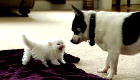Kattungen ypper seg opp mot hunden – men så kommer mamma og mamma vet best!