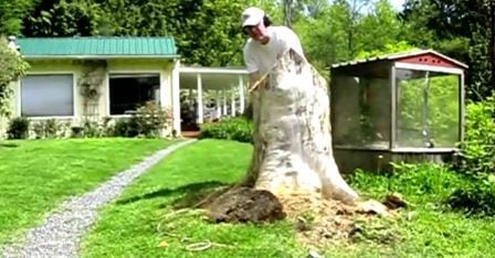 Han felte treet i hagen – etter fem år bestemte han seg for å gjøre dette med stubben… Wow!